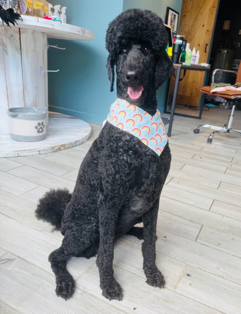 A freshly groomed black standard poodle wearing a rainbow bandana