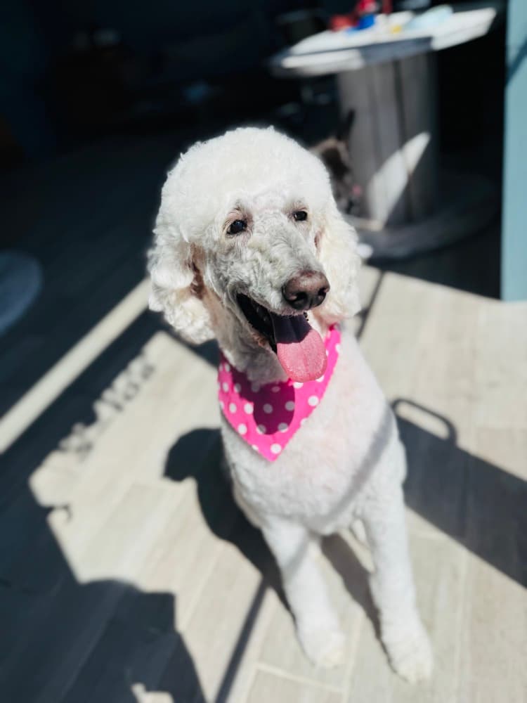 A white standard poodle in a pink bandana