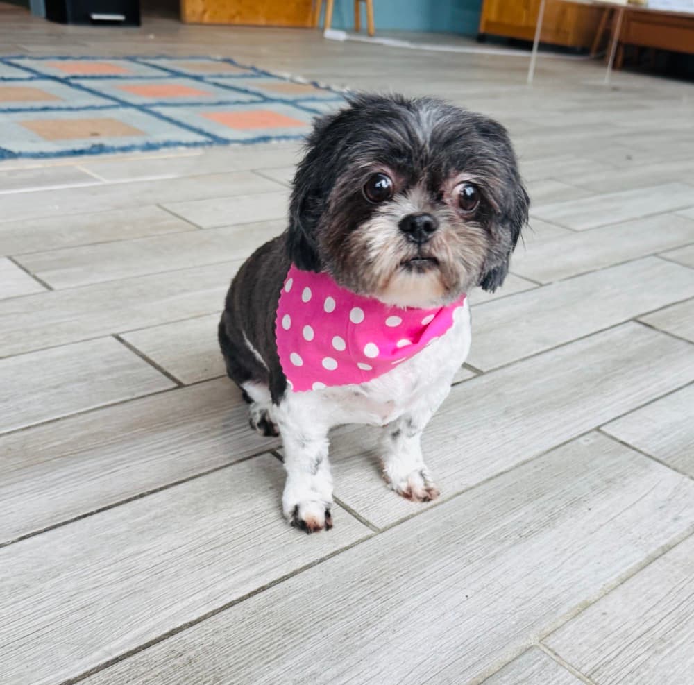 A small shih tzu mix in a pink polka-dot bandana