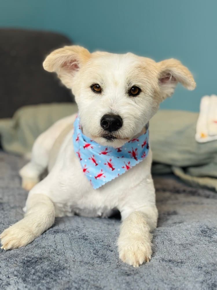 A white puppy in a lobster-print bandana